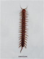 藏品(蜈蚣)的圖片